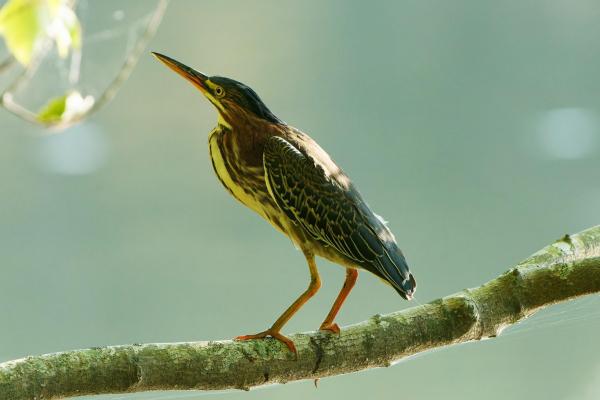 A greenish/brown bird with stripes on its chest rests on a branch.