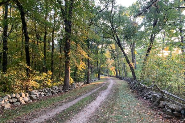 A colonial dirt road flanked by stone walls runs through a stand of towering green trees