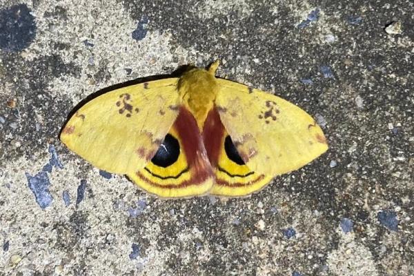Moth with yellow, brown, and black wings.
