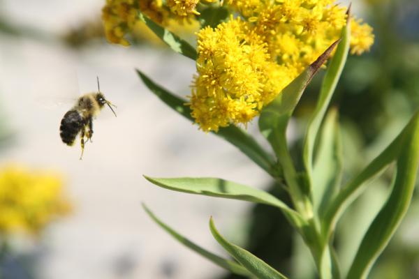 Bee floating near goldenrod.