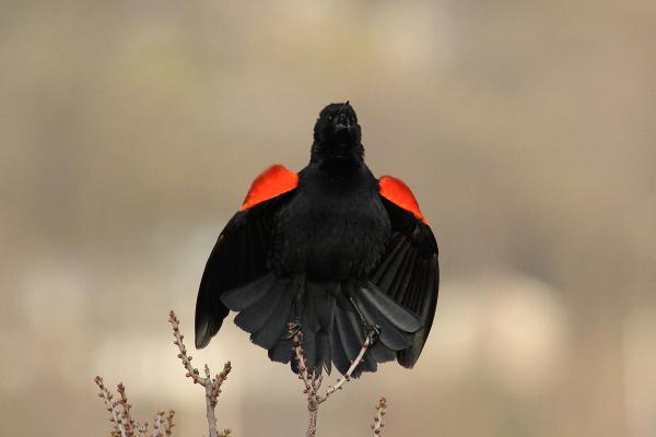 Red winged blackbird