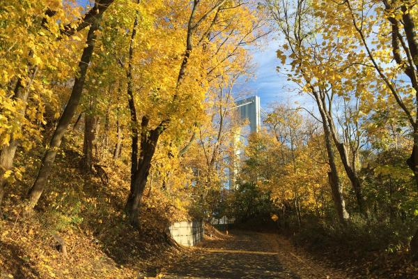 Trees with multicolored leaves over road with bridge in background