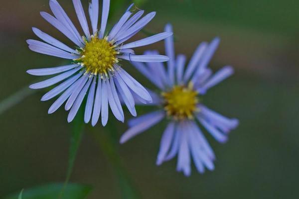 Two purple flowers with yellow centers.