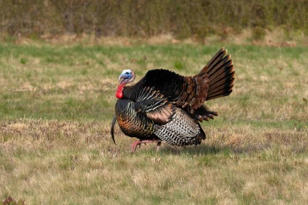 A turkey in profile with bright colored head and neck and iridescent, varied body feathers walks on