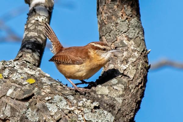 A Carolina wren perched on the fork of a tree with a Carolina blue sky behind it.