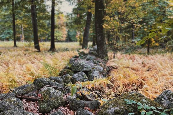 A low stone wall with stones cover in lichen and surrounded by tan grass