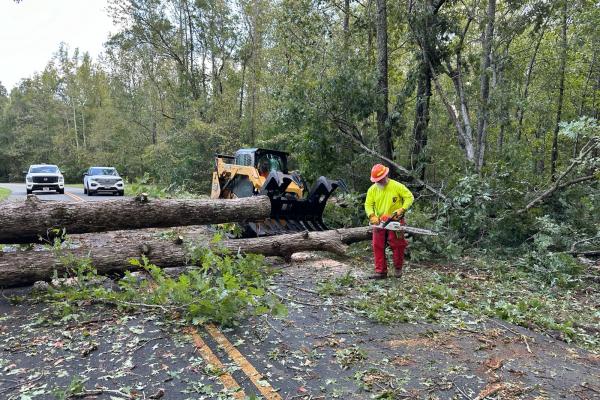 Crews remove downed trees