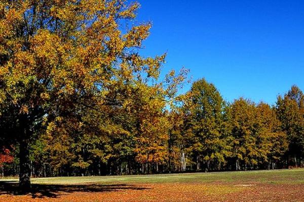 Cowpens Battlefield