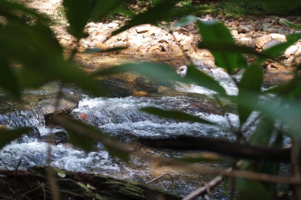 Leaves obscure a bubbling stream