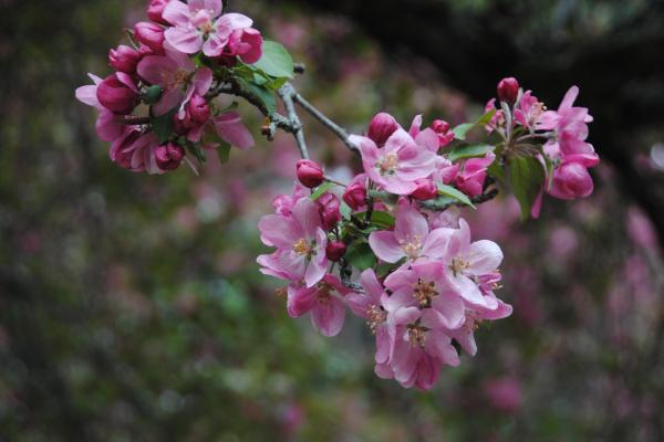 Close up of pink buds on a tree