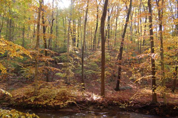 Sunlight filters through a dense forest of tall deciduous trees in autumn. The foliage shows shades of yellow, orange, and green. Fallen leaves cover the forest floor, and a small, clear stream flows in the foreground, reflecting the warm autumn colors.