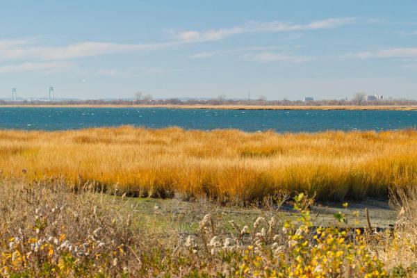 Jamaica Bay salt marsh with fall foliage