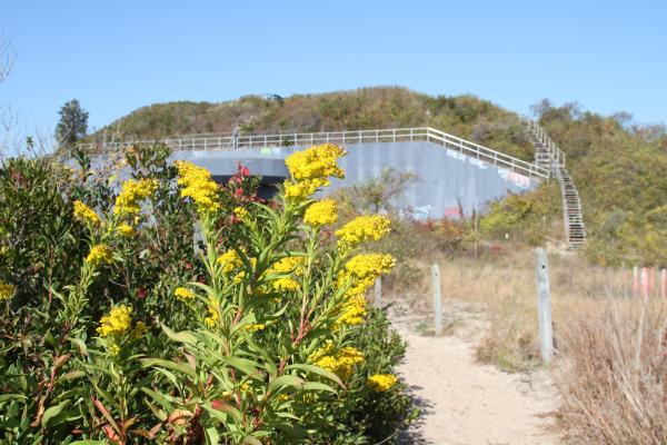 Goldenrod, with Battery Harris East in background