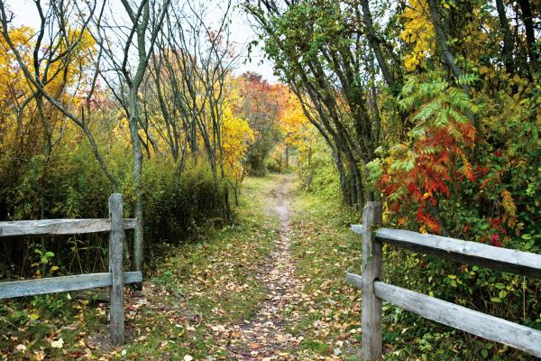 Nature trail with different colored fall foliage and two wooden gates