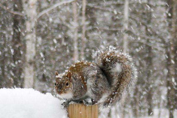 Squirrel on fence post in snow