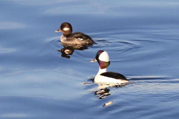 Two ducks swimming in water