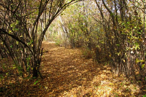 Golden fall foliage on nature trail