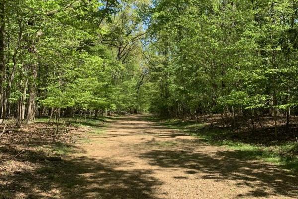 A gravel path winds through a forest