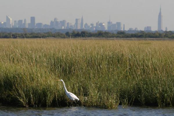 Egret standing in salt marsh with city skyline in back.