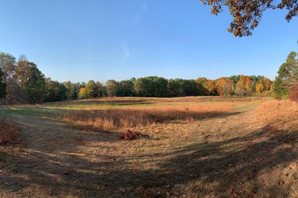 An open meadow at sunset. Golden rays of sun illuminate the grass and flowers