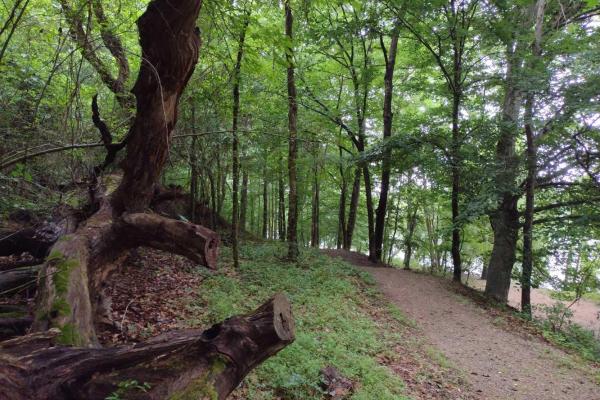 A dirt trail winds along in a forest.