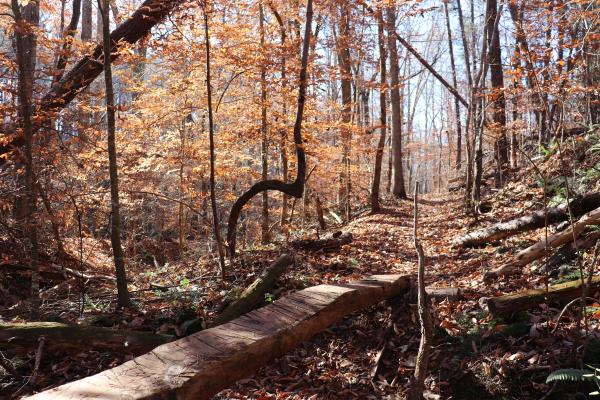 A cut log is laying over a crevasse on a trail in the woods.