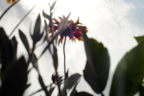 Flowers against sun lit sky