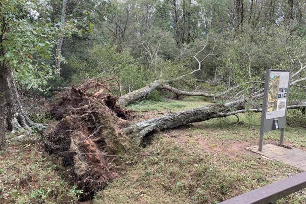 Two trees lay on their sides with their root balls exposed.