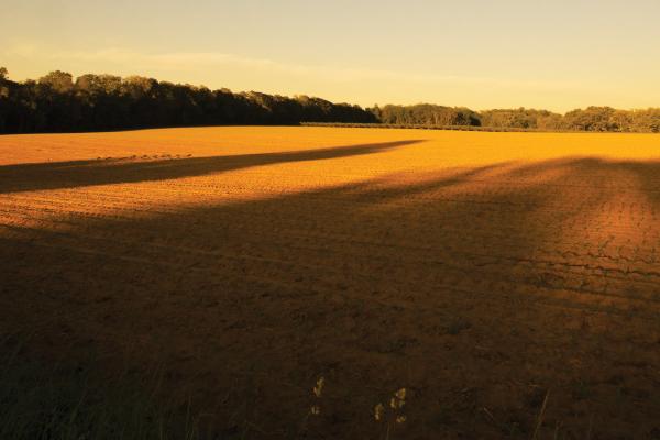This is a photograph of the Monmouth battlefield during a golden sunset.