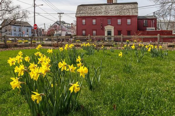 A grassy yard filled with blooming yellow daffodils stretches across the foreground. Behind the flowers stands a large historic red building with white trim, multiple windows, and a small columned portico at the main entrance.