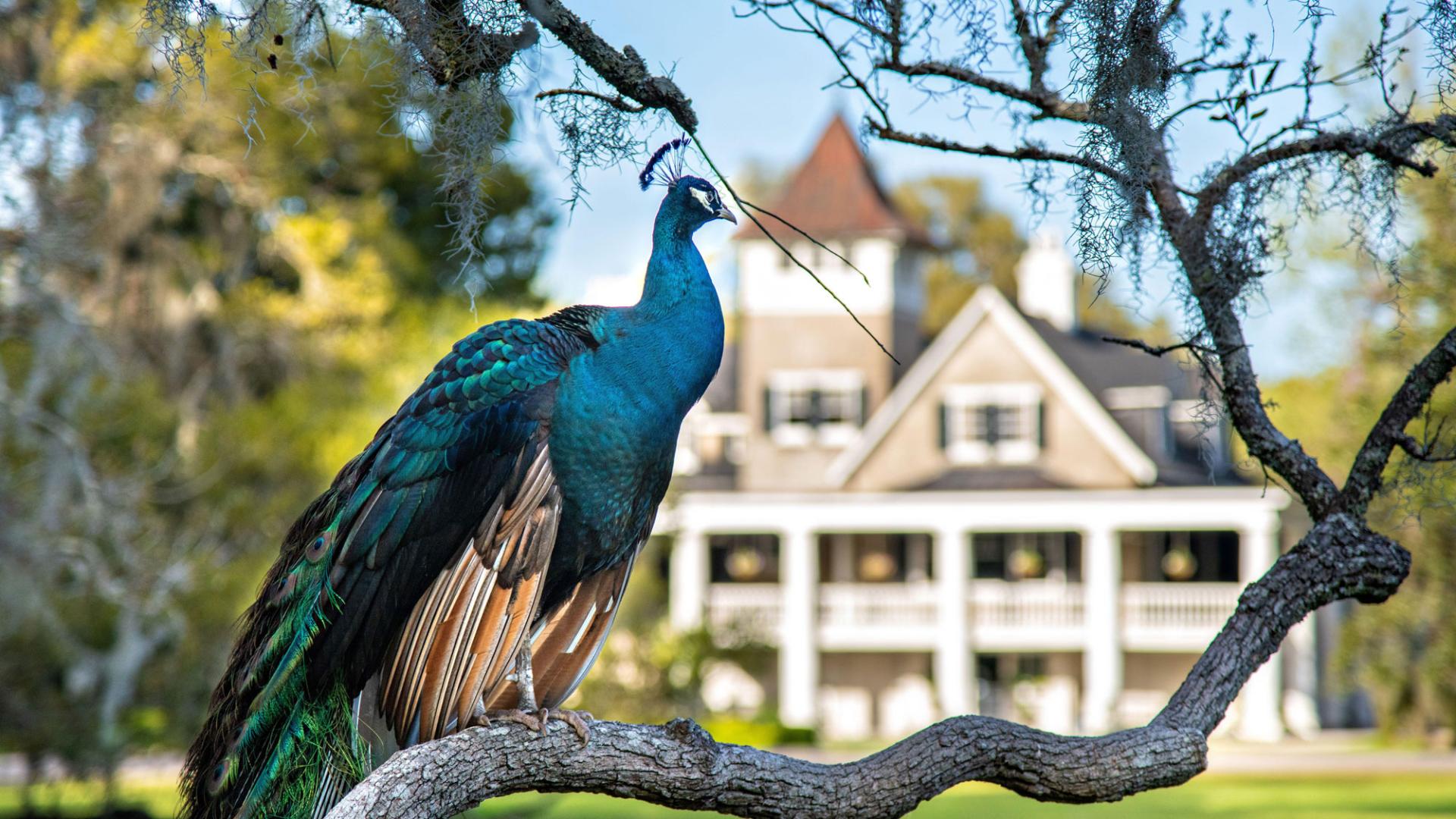 Image of a peacock sitting on a tree branch in front of a stately home