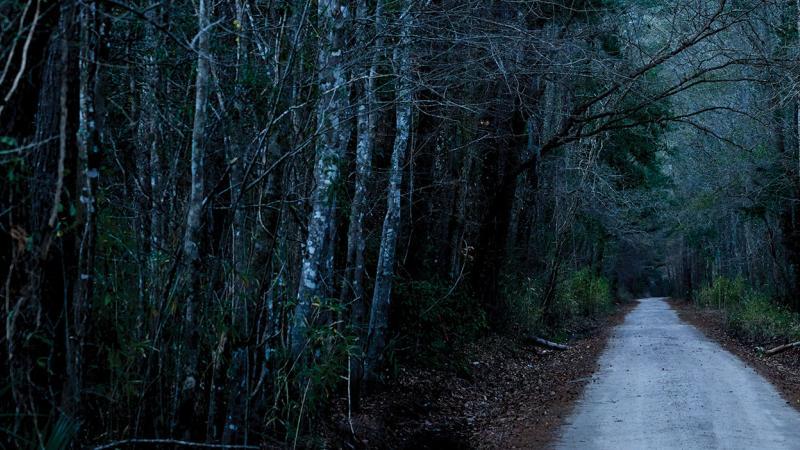 A path through a dark forest