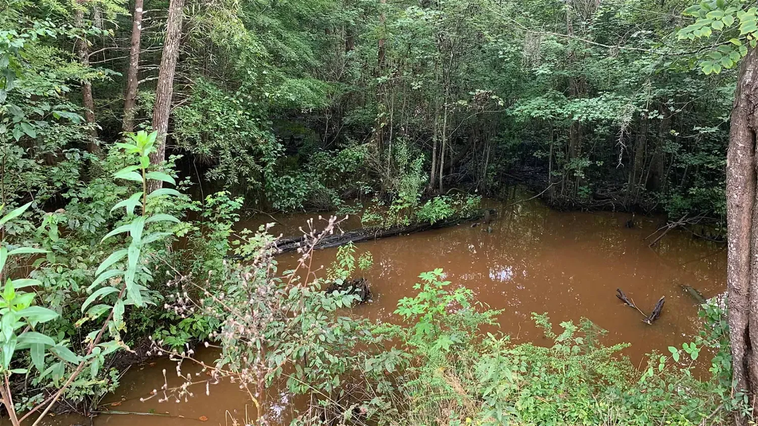 Image of a muddy swamp surrounding by a forest