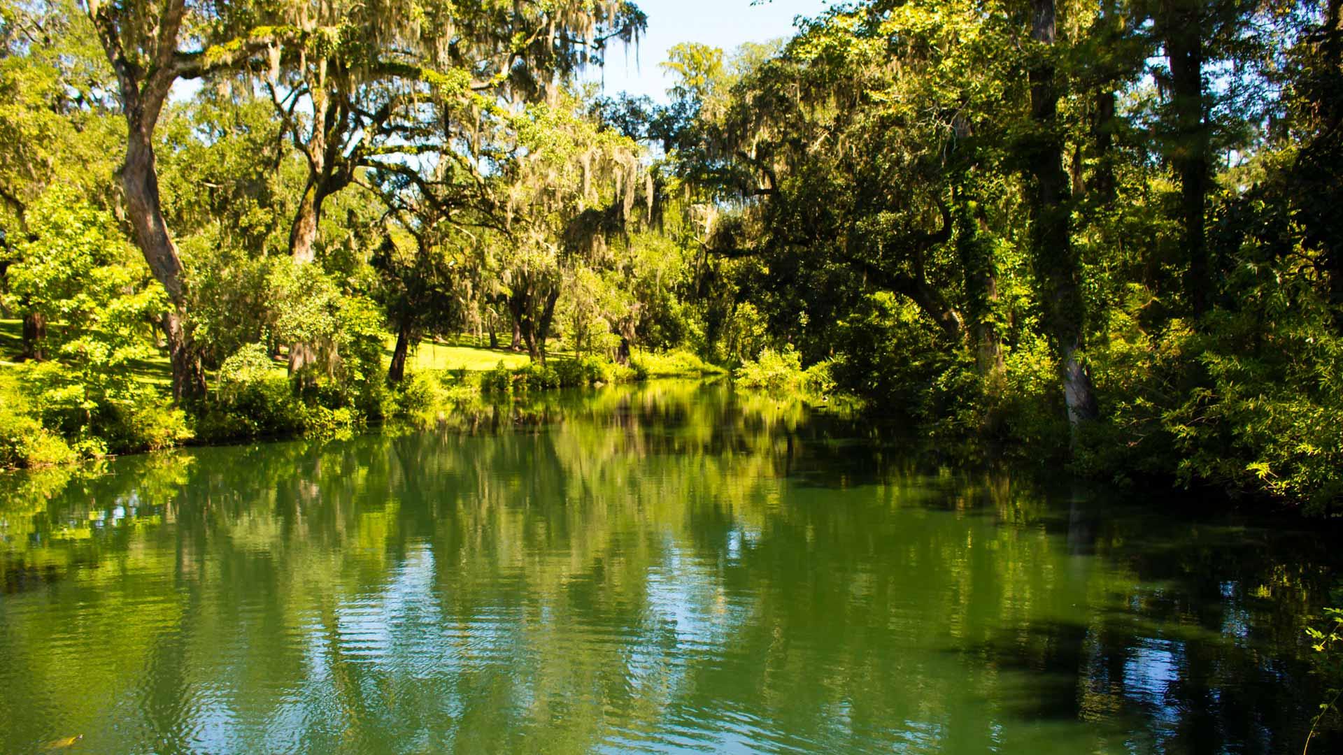 Image of a tree lined pond in sunshine