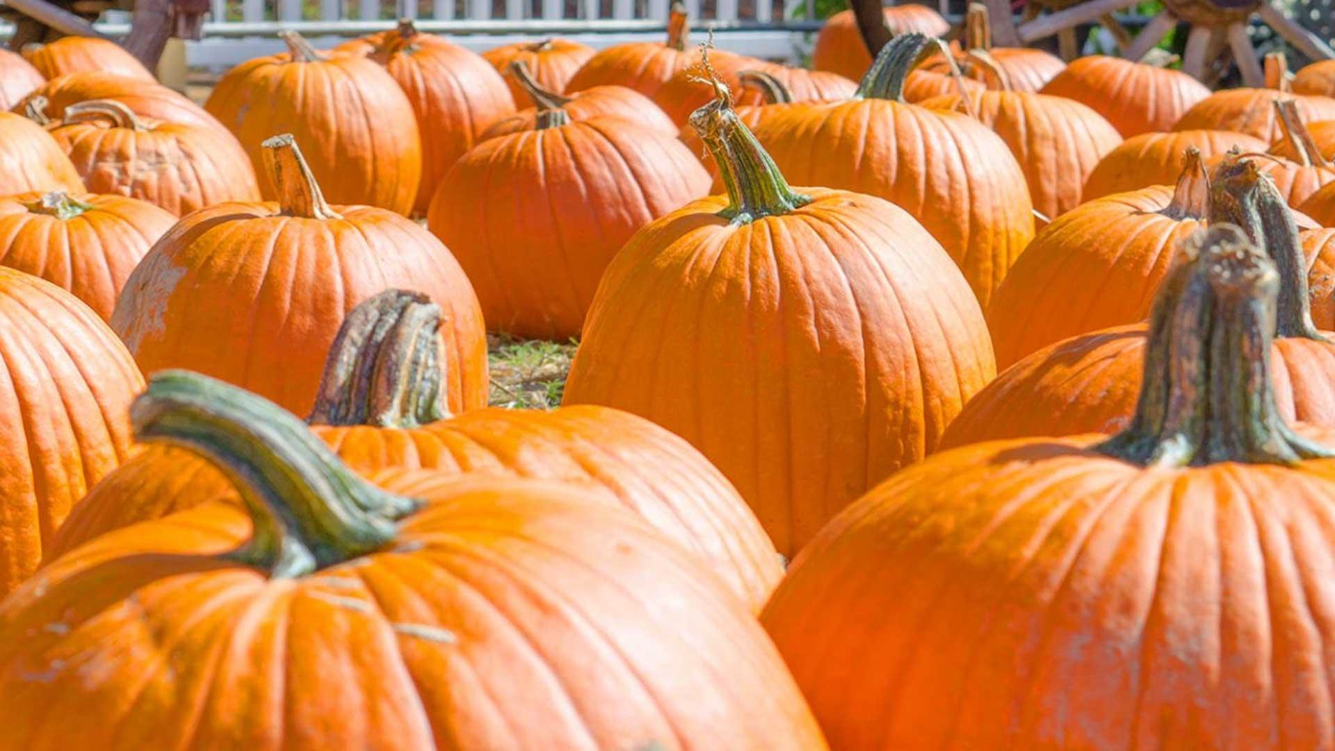 Pumpkins