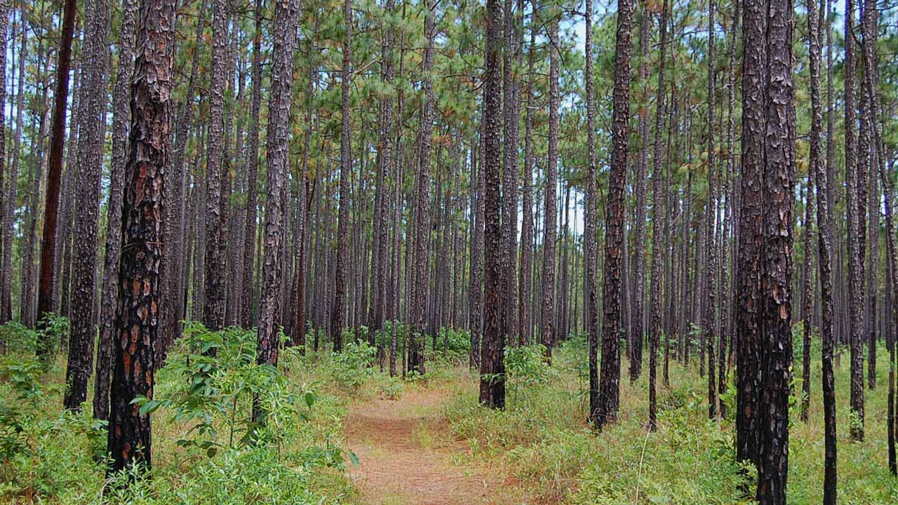 Pine trees in the Francis Marion National Forest