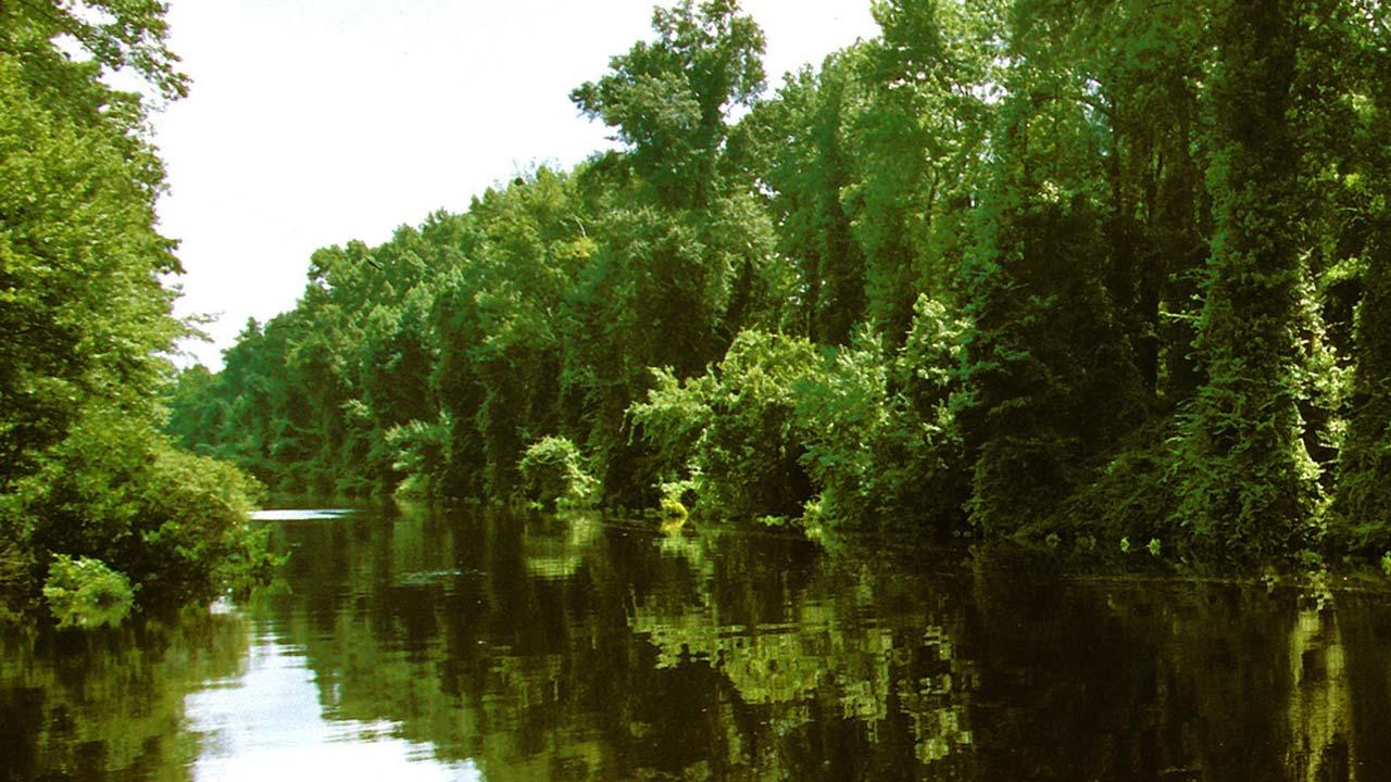 View of the Canal from Great Dismal Swamp State Park in North Carolina