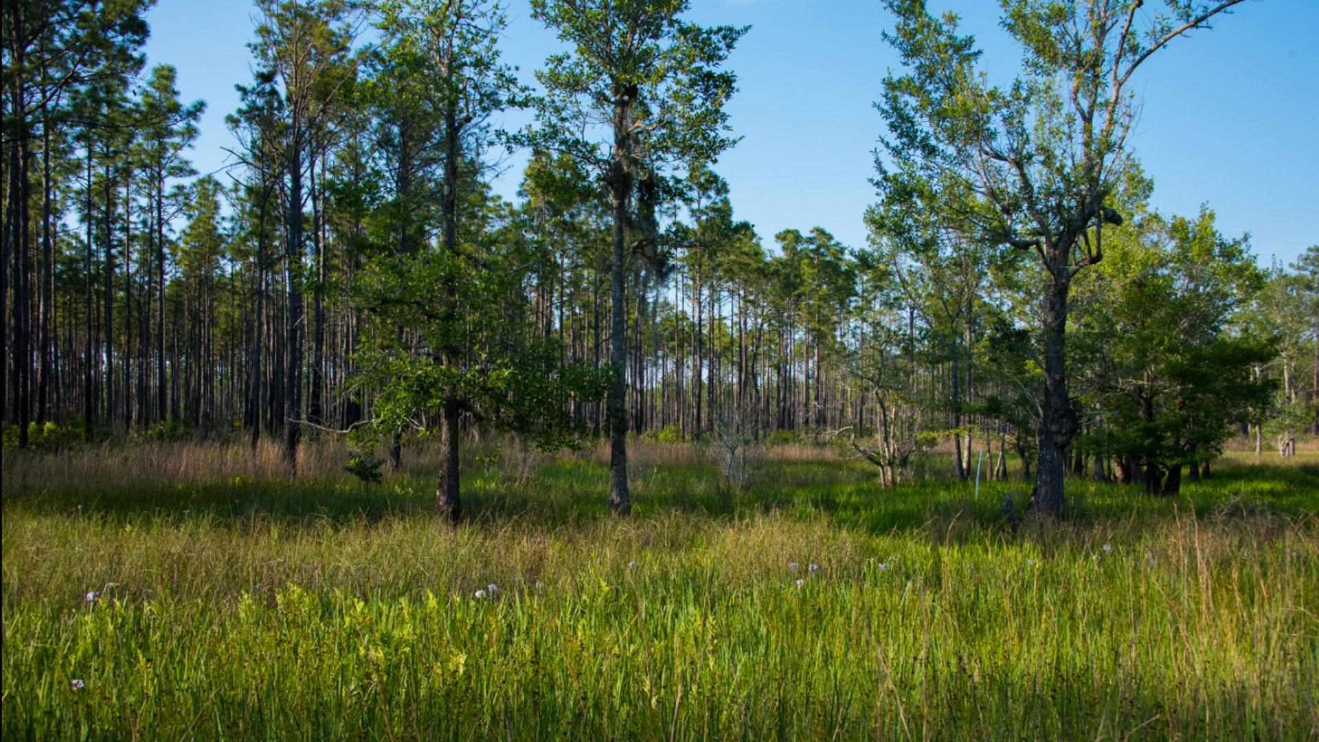 Wetland in the Francis Marion National Forest