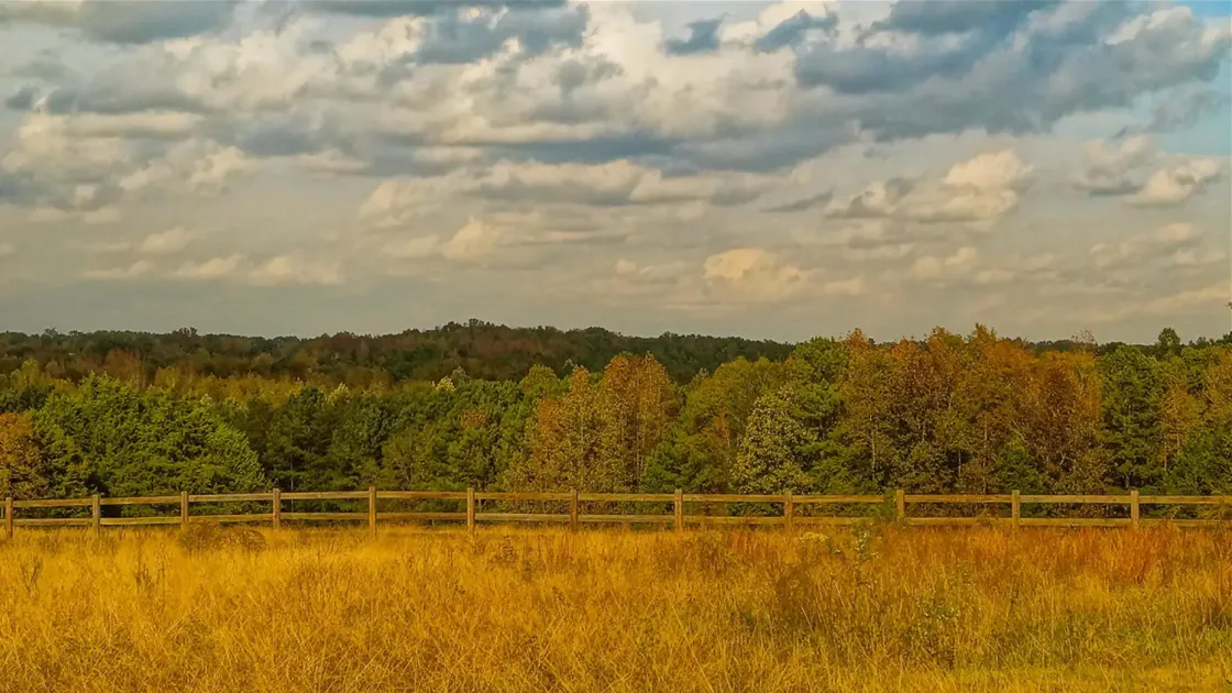 Image of a field with tall trees in the background