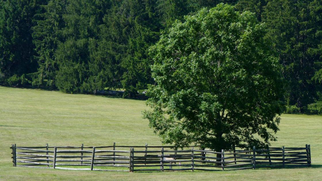 Mercer Oak Sapling at the Princeton Battlefield