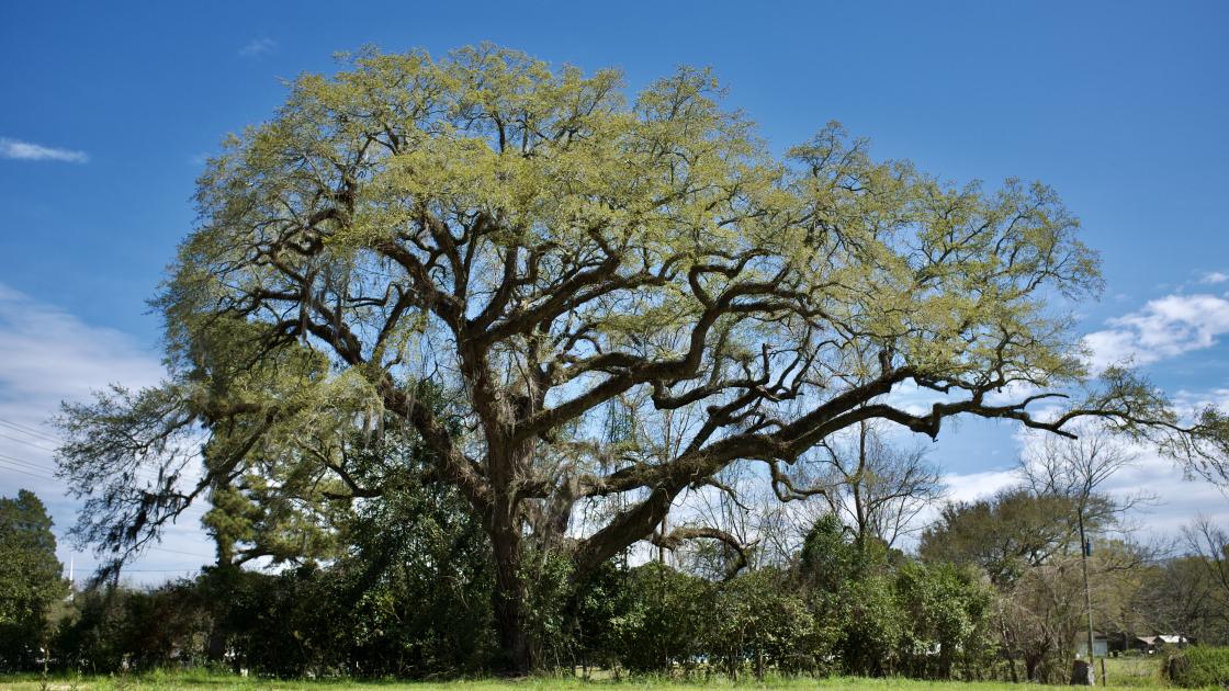 Eutaw Springs Witness Tree