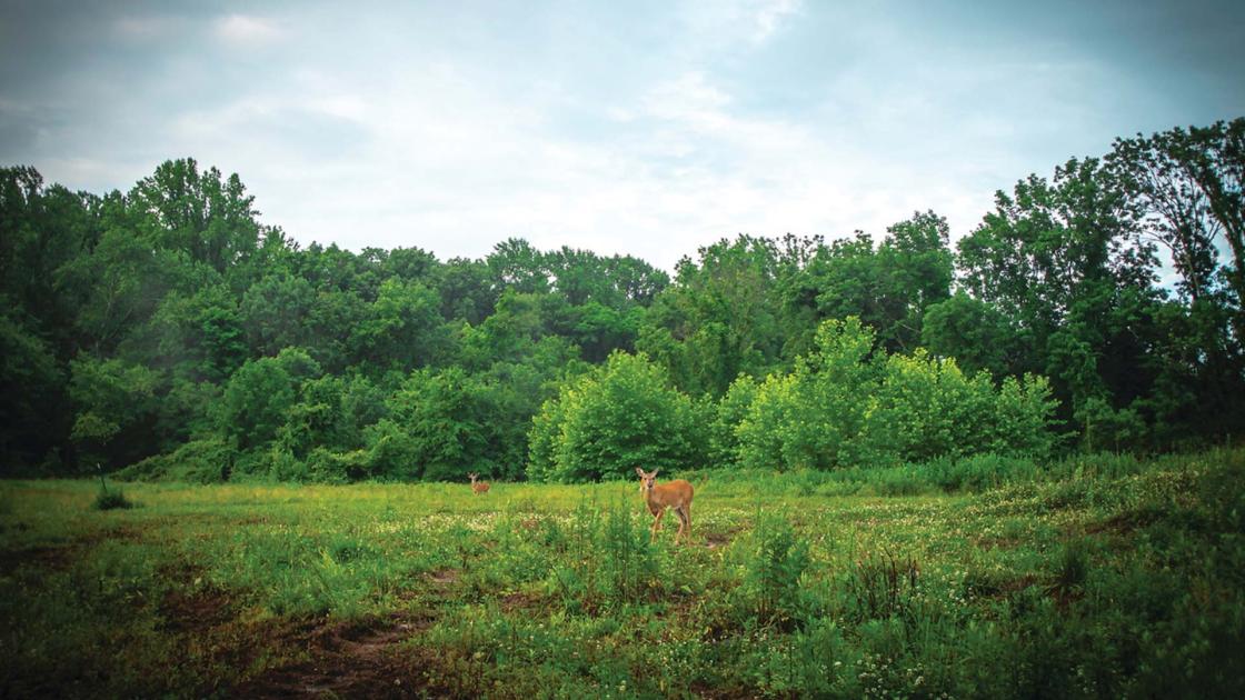 Maxwells Field at the Princeton Battlefield by Meredith Barnes