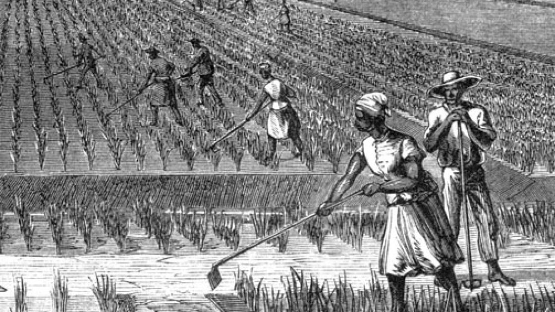 Engraving of enslaved workers on a rice plantation
