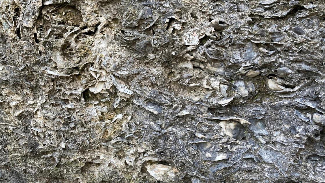 Fort Dorchester Tabby