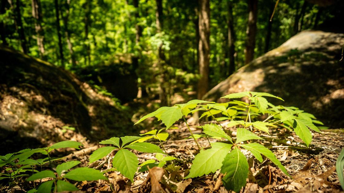Hanging Rock Terrain