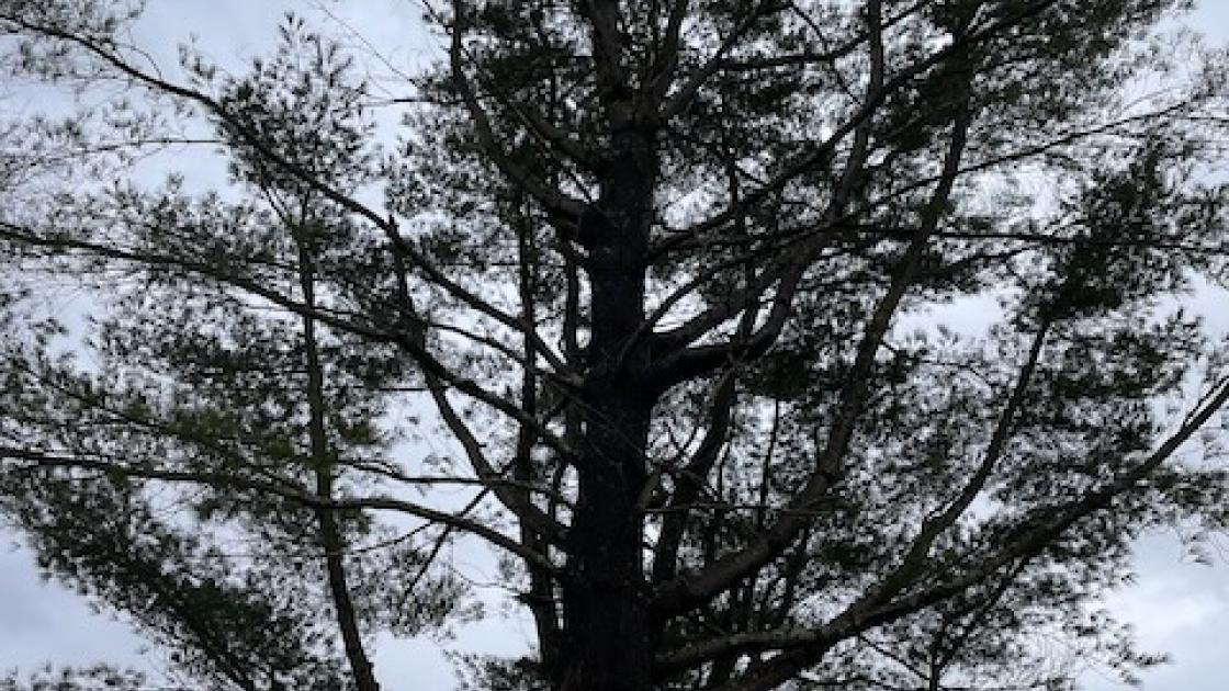 White Pine of Peace at Oriskany