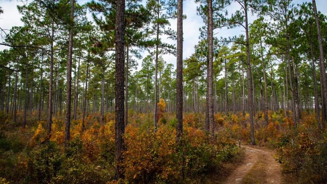 A modern-day photo fo Camden Battlefield